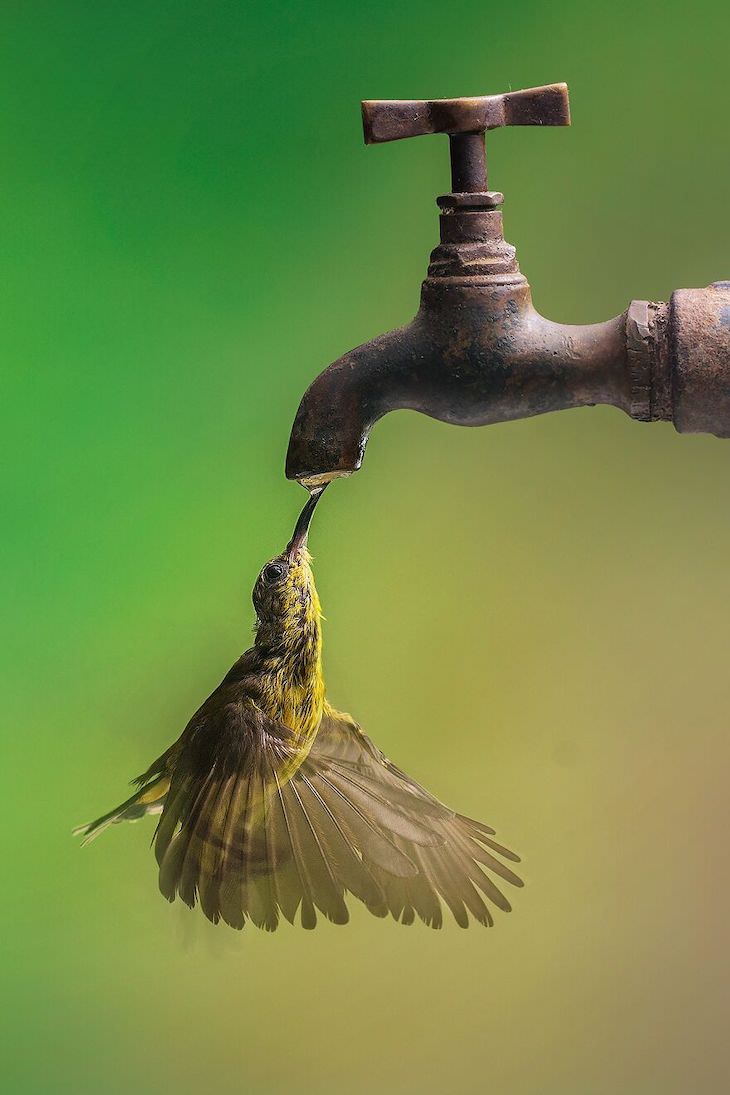 Award Winning Images of Nature and Wildlife Magnificent of Sunbird by Budi Gunawan