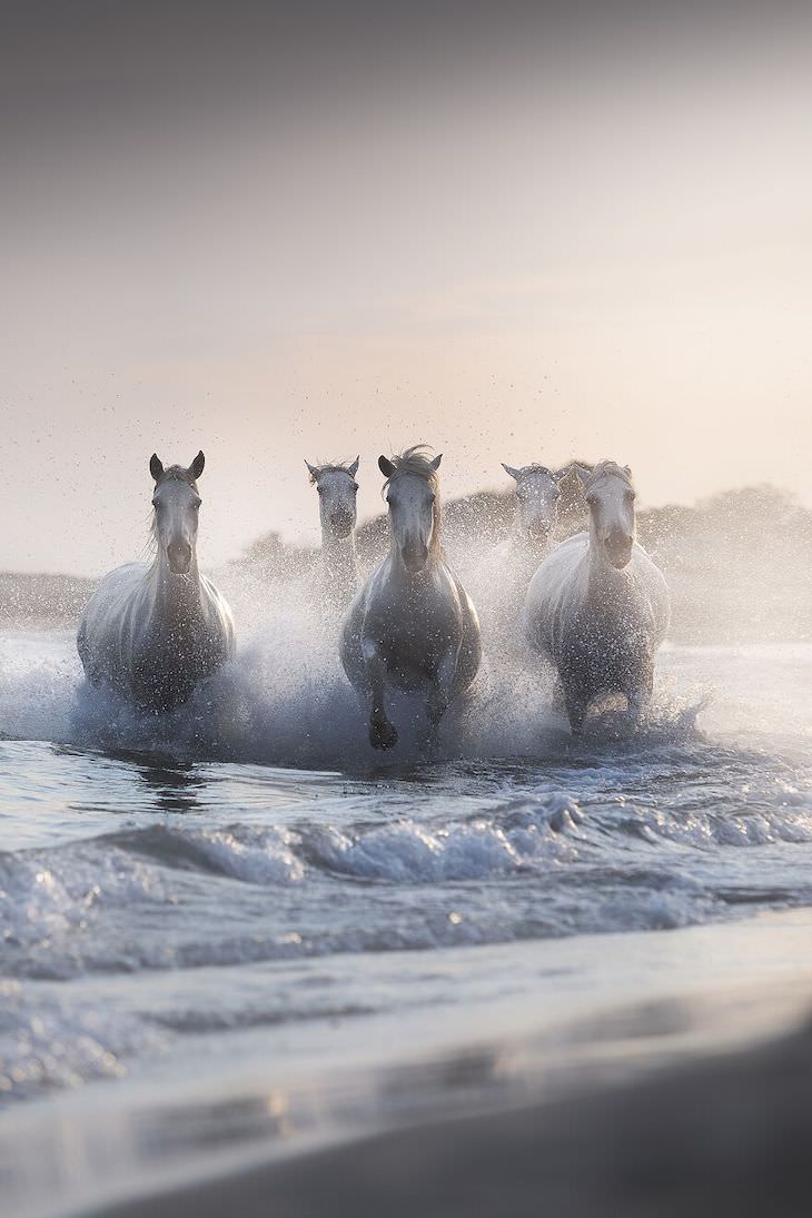Award Winning Images of Nature and Wildlife The Horses of Neptune by Davide Giannetti