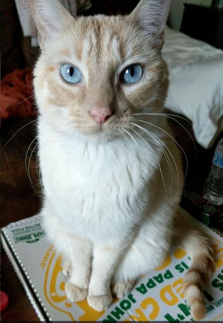 Pets Acting Like Humans cat sitting on pizza box