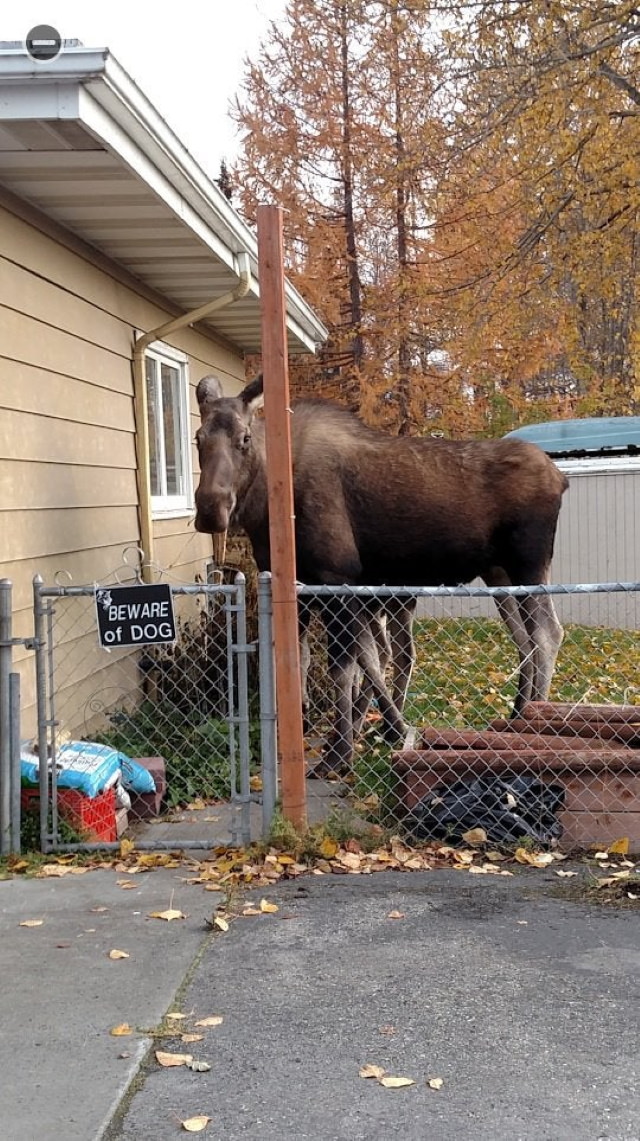 “Beware of the Dog” Signs and Dogs moose