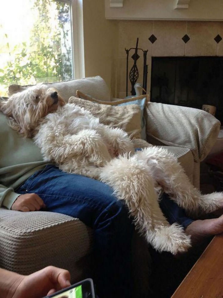 Pets Acting Like Humans relaxed dog