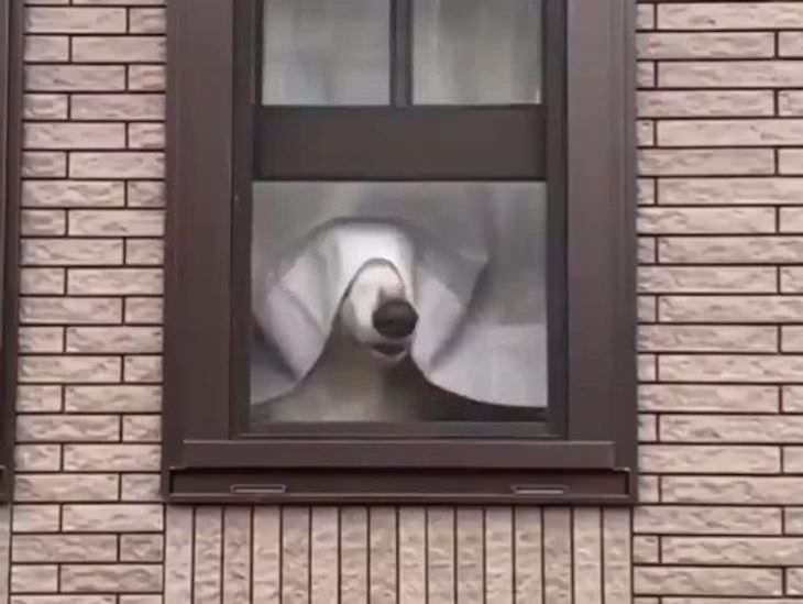 Pets Acting Like Humans dog at the window