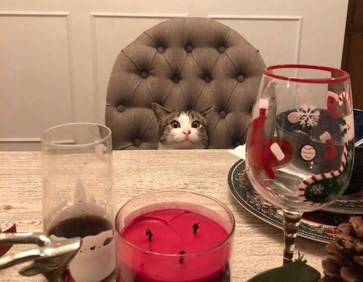 Pets Acting Like Humans cat at dinner table