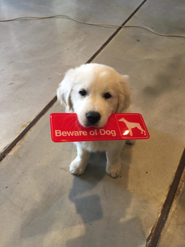 “Beware of the Dog” Signs and Dogs puppy