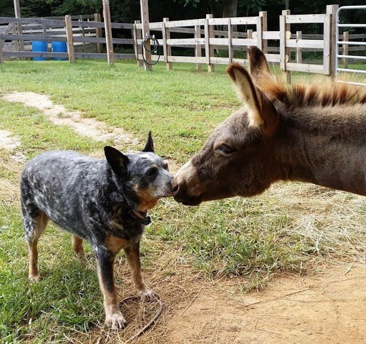 Pets Acting Like Humans dog and donkey kiss