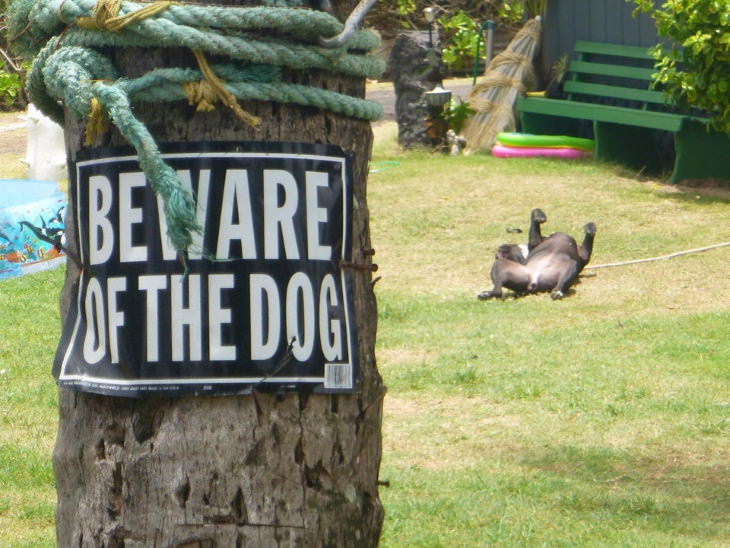“Beware of the Dog” Signs and Dogs lazy dog