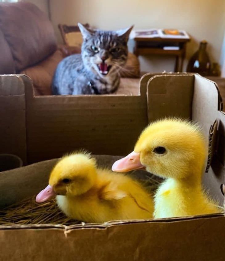 Pets Acting Like Humans cat hissing at ducklings