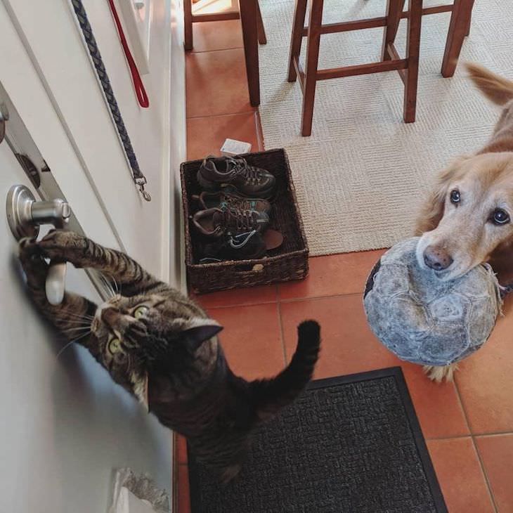 Pets Acting Like Humans cat opening door for dog