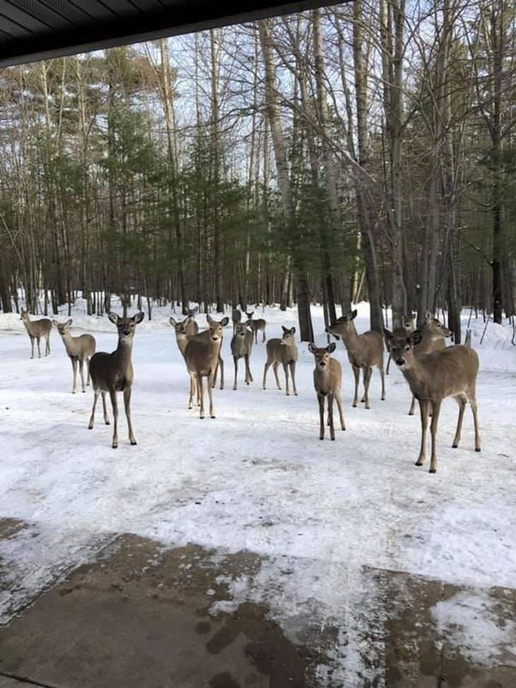 Pets Acting Like Humans deer