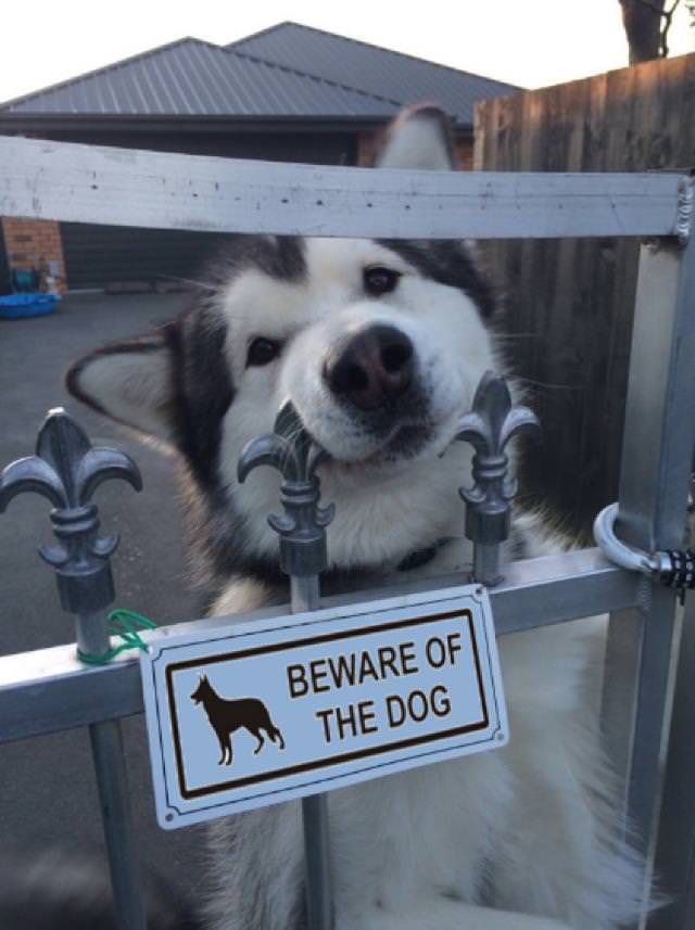 “Beware of the Dog” Signs and Dogs guard dog