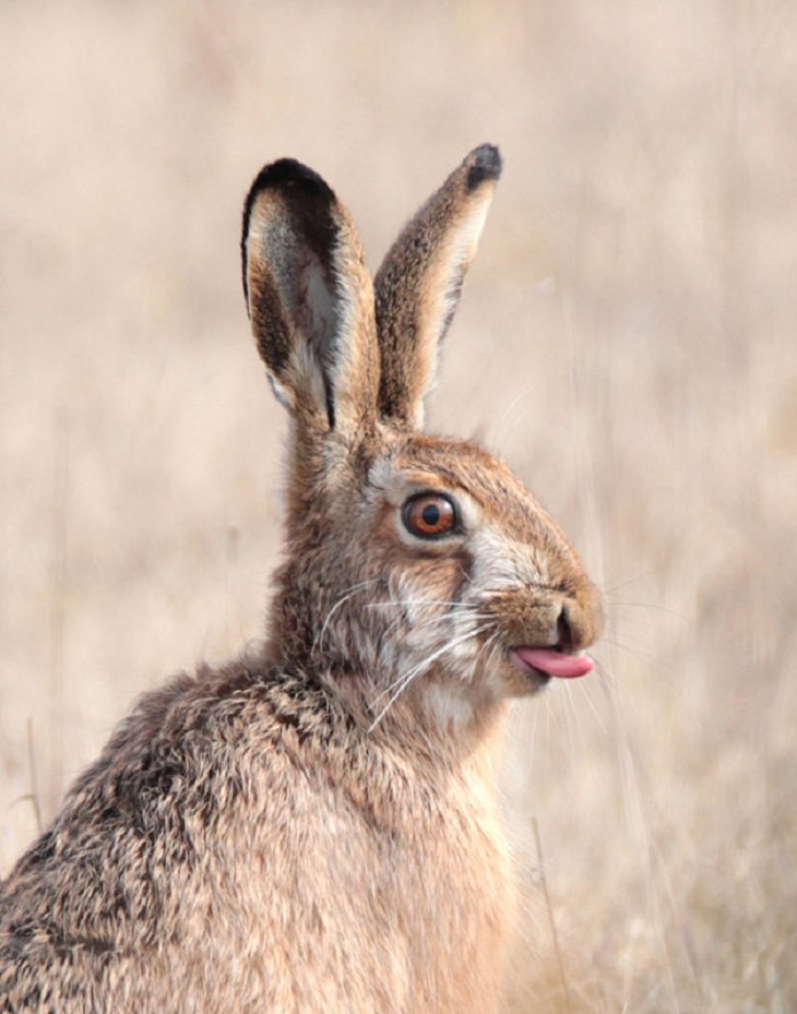 Sony World Photography Awards 2021, hare 