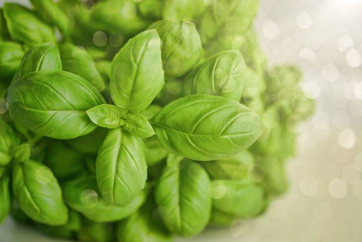 Natural Pest Control basil