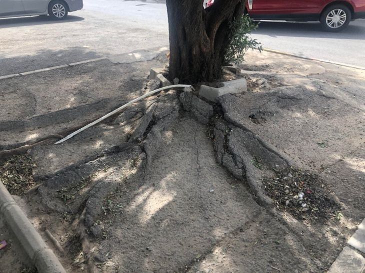 Nature Finds a Way, tree’s roots