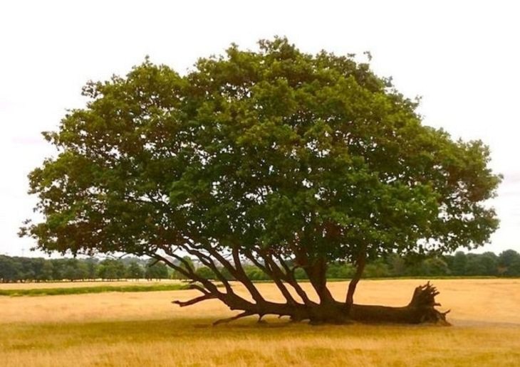 Nature Finds a Way, tree 