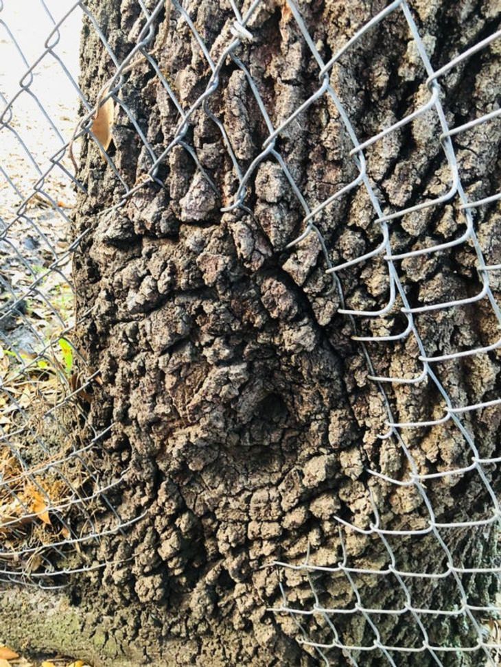 Nature Finds a Way, tree 