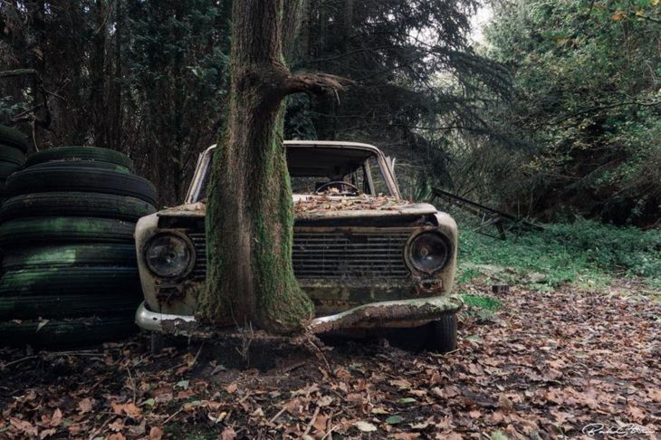 Nature Finds a Way, forest, abandoned car 