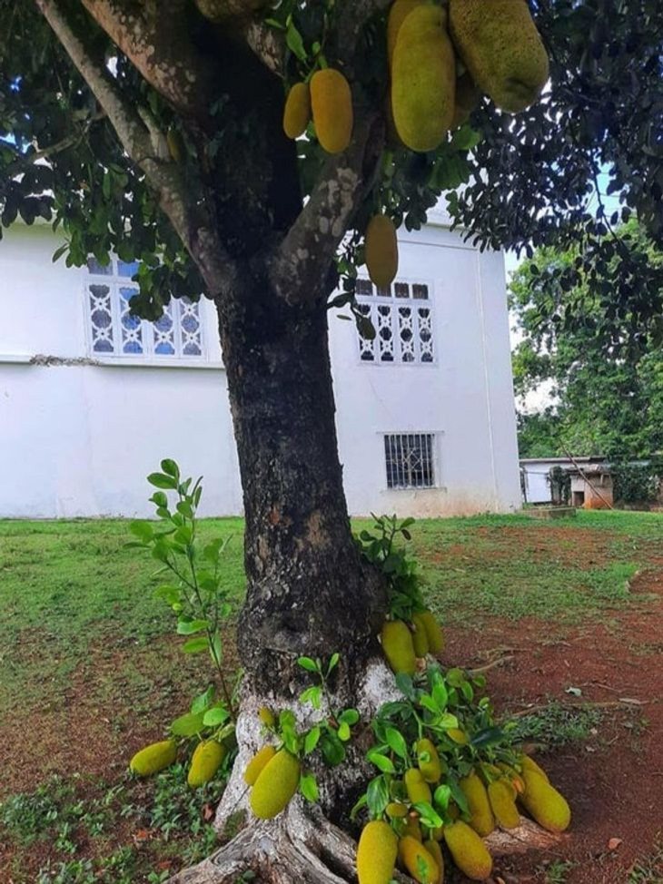Nature Finds a Way, jackfruit tree
