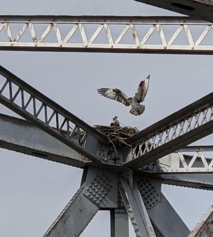 Nature Finds a Way, osprey