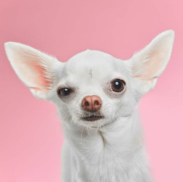 Humorous and Expressive Dog Portraits chihuaua