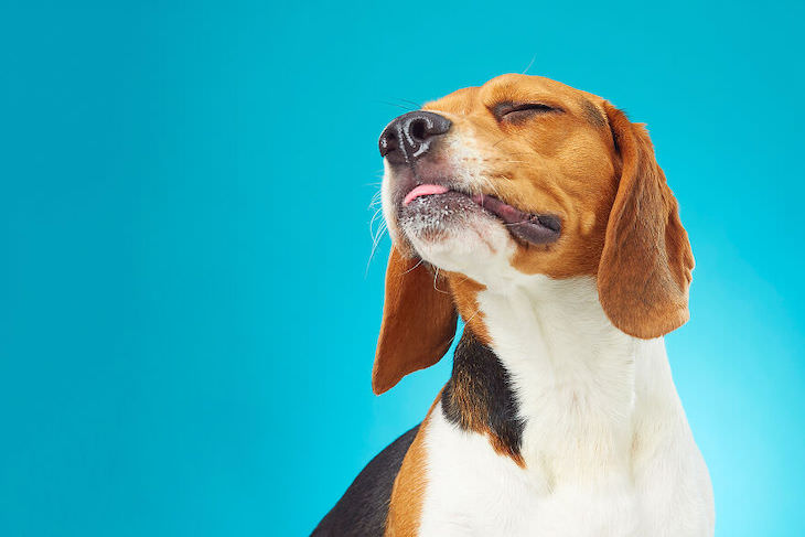 Humorous and Expressive Dog Portraits beagle
