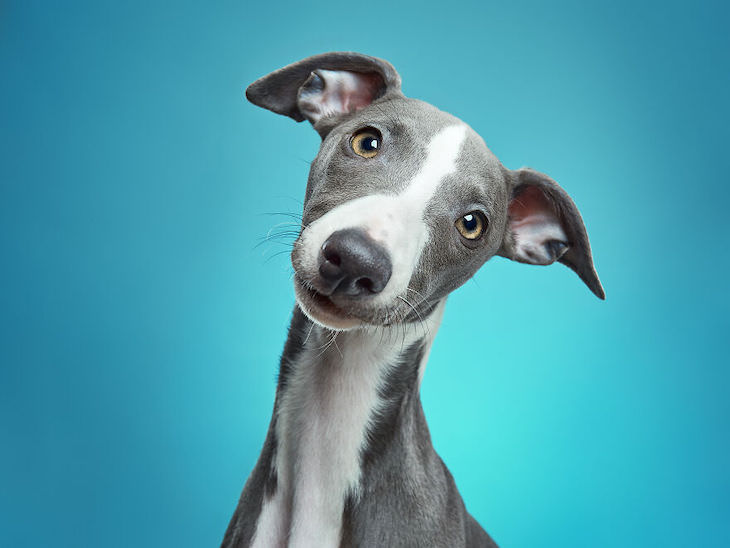 Humorous and Expressive Dog Portraits whippet puppy