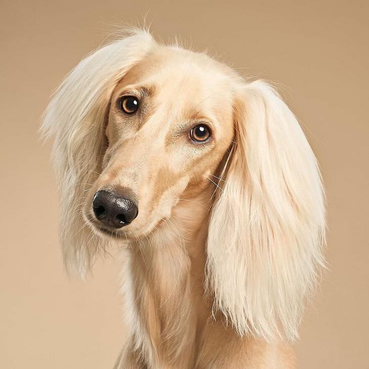 Humorous and Expressive Dog Portraits saluki