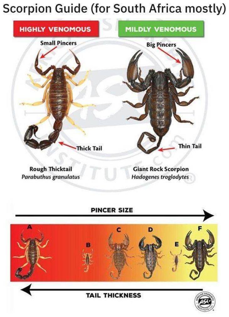 Practical Charts scorpion guide