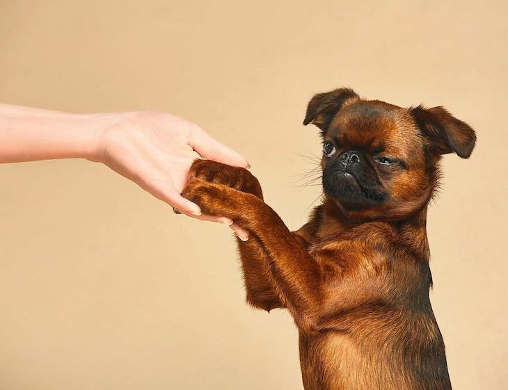 Humorous and Expressive Dog Portraits trust