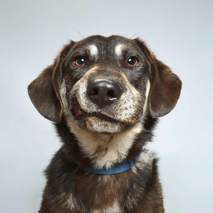 Humorous and Expressive Dog Portraits not impressed