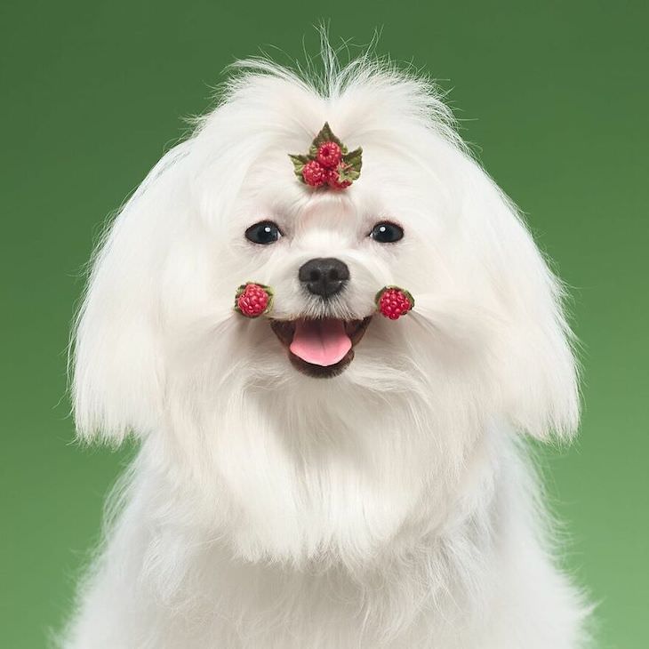 Humorous and Expressive Dog Portraits maltese