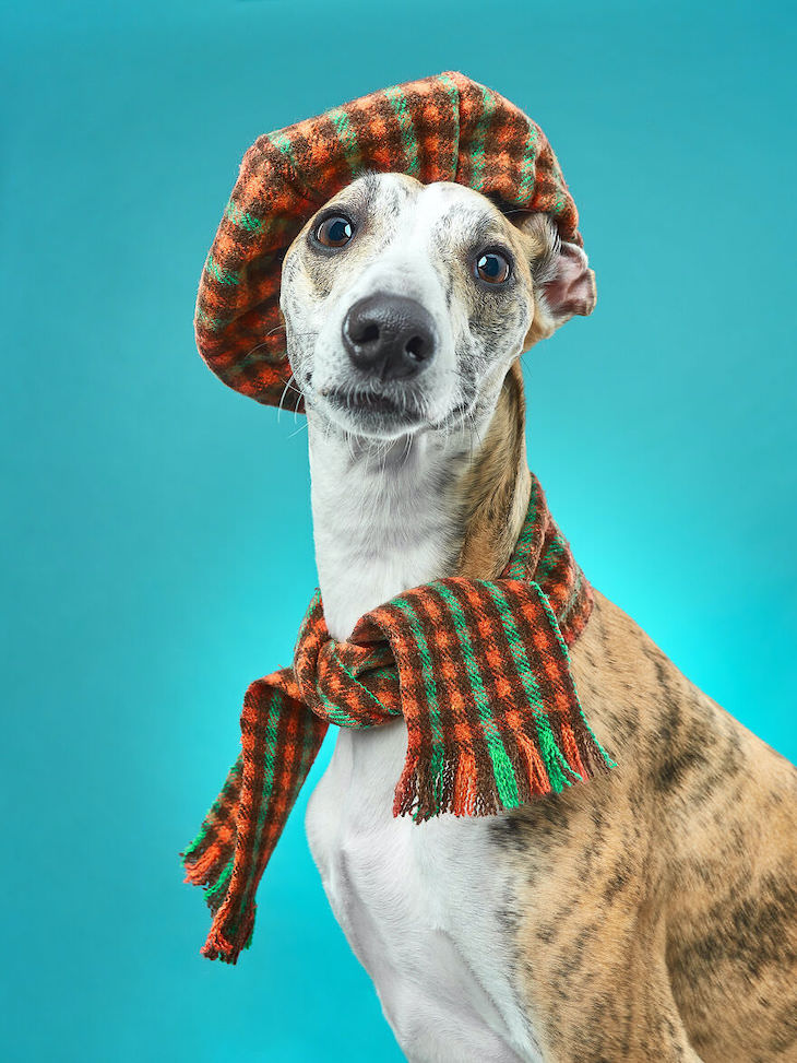 Humorous and Expressive Dog Portraits whippet