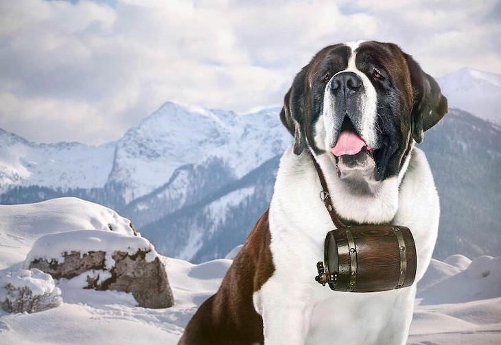 Humorous and Expressive Dog Portraits St. Bernard