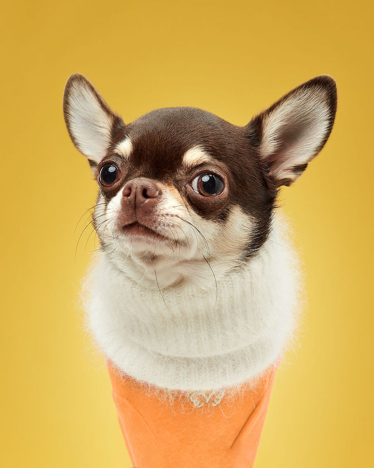 Humorous and Expressive Dog Portraits Chihuaua