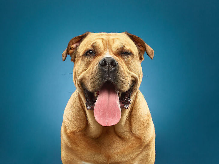Humorous and Expressive Dog Portraits ca de bou