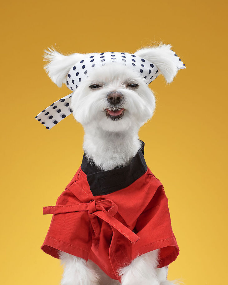 Humorous and Expressive Dog Portraits maltese