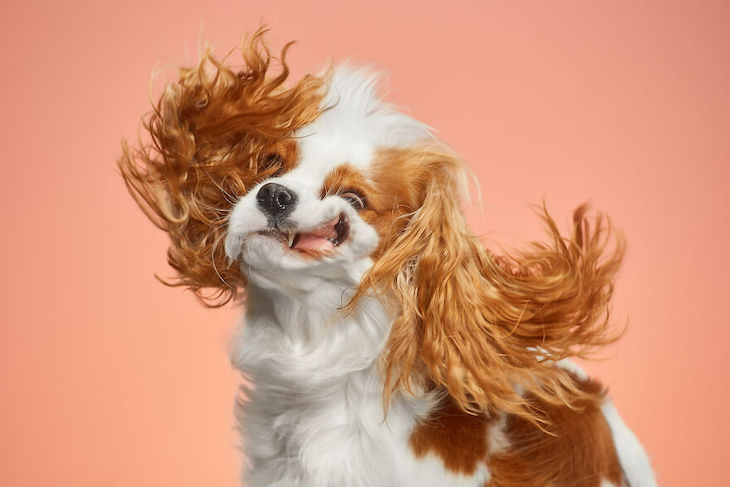 Humorous and Expressive Dog Portraits Cavalier King Charles Spaniel
