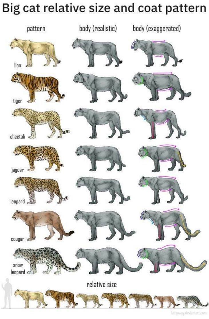 Practical Charts Big cats