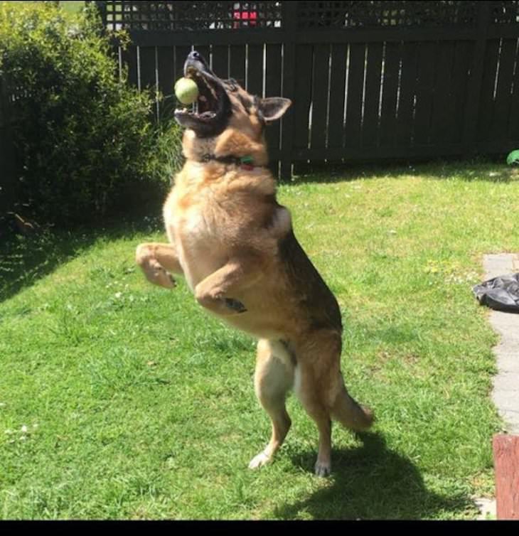 Dogs Caught In Funny and Bizarre Situation catching a ball
