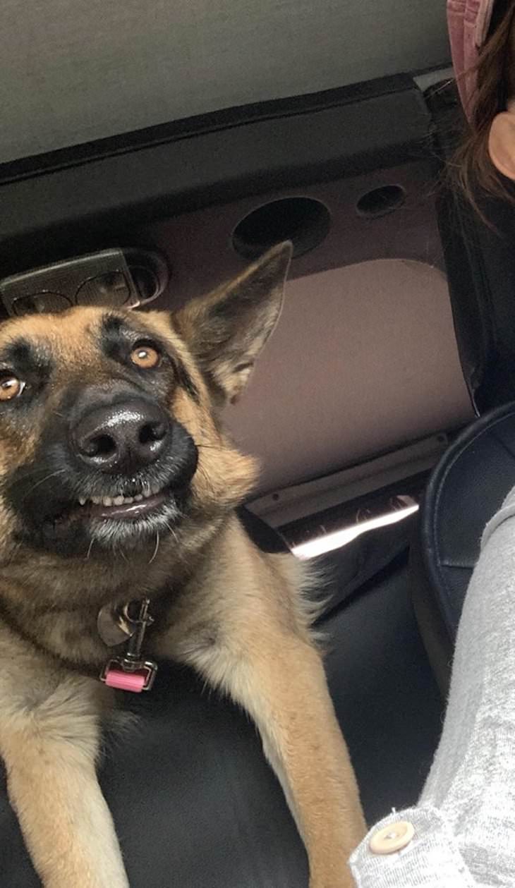 Dogs Caught In Funny and Bizarre Situation funny face