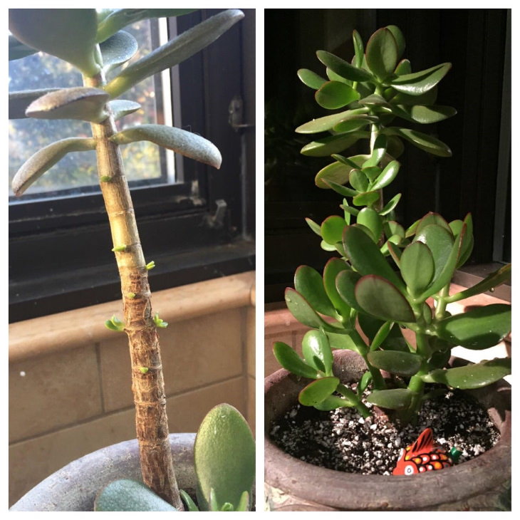 Neglected Plants Before and After Jade plant, 5 months apart