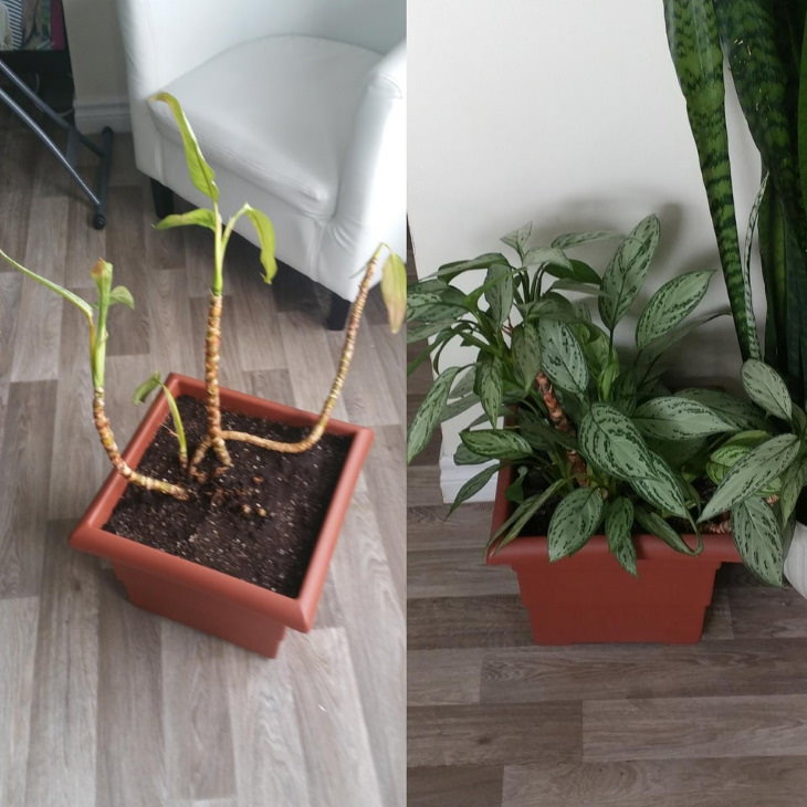 Neglected Plants Before and After Chinese Evergreen