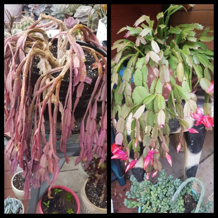 Neglected Plants Before and After blooming succulent