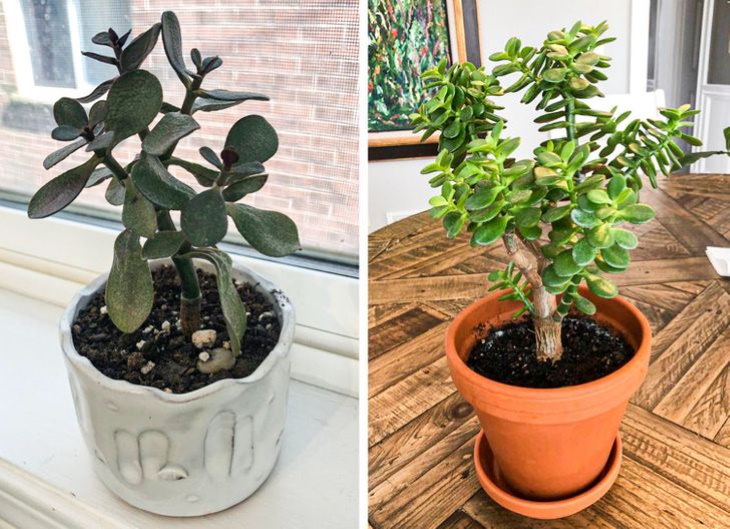 Neglected Plants Before and After jade plant