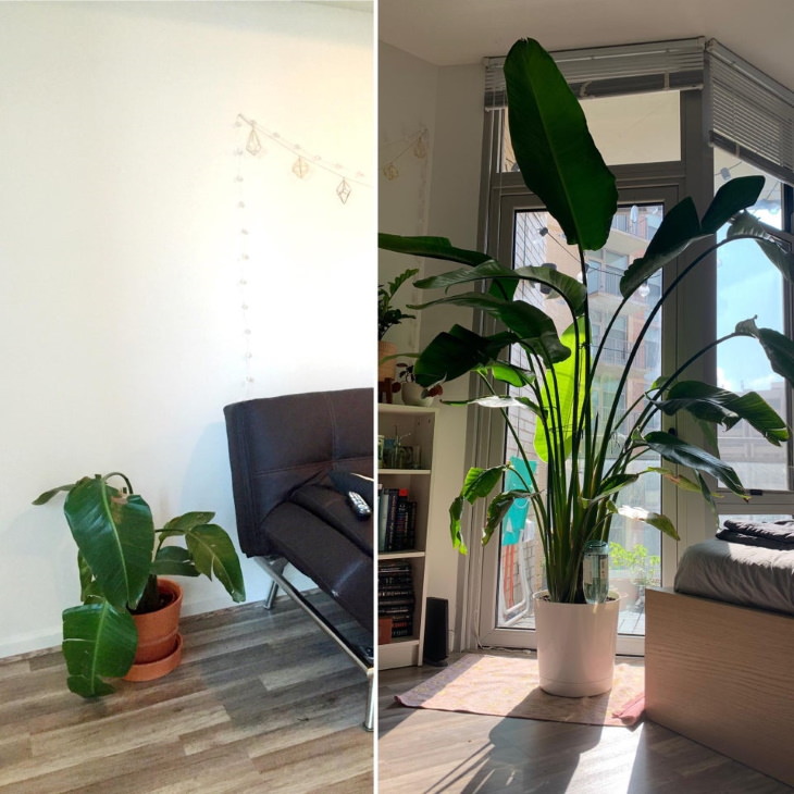 Neglected Plants Before and After rescued from the trash