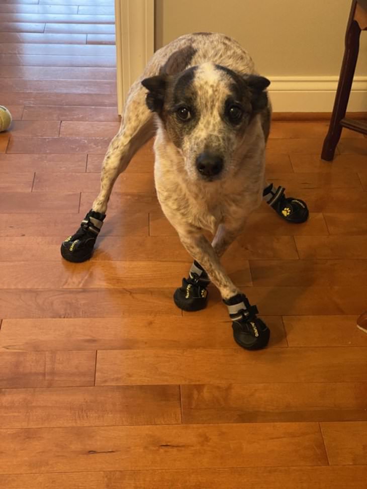 Dogs Caught In Funny and Bizarre Situation dog with shoes