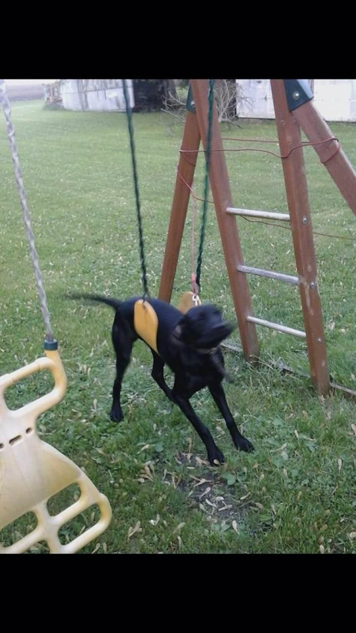 Dogs Caught In Funny and Bizarre Situation dog on swing