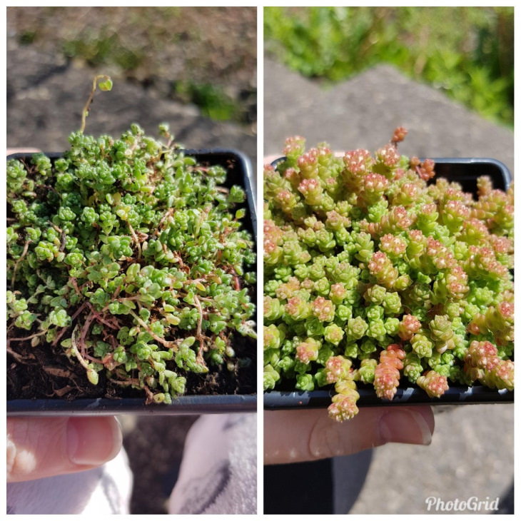 Neglected Plants Before and After Sedum