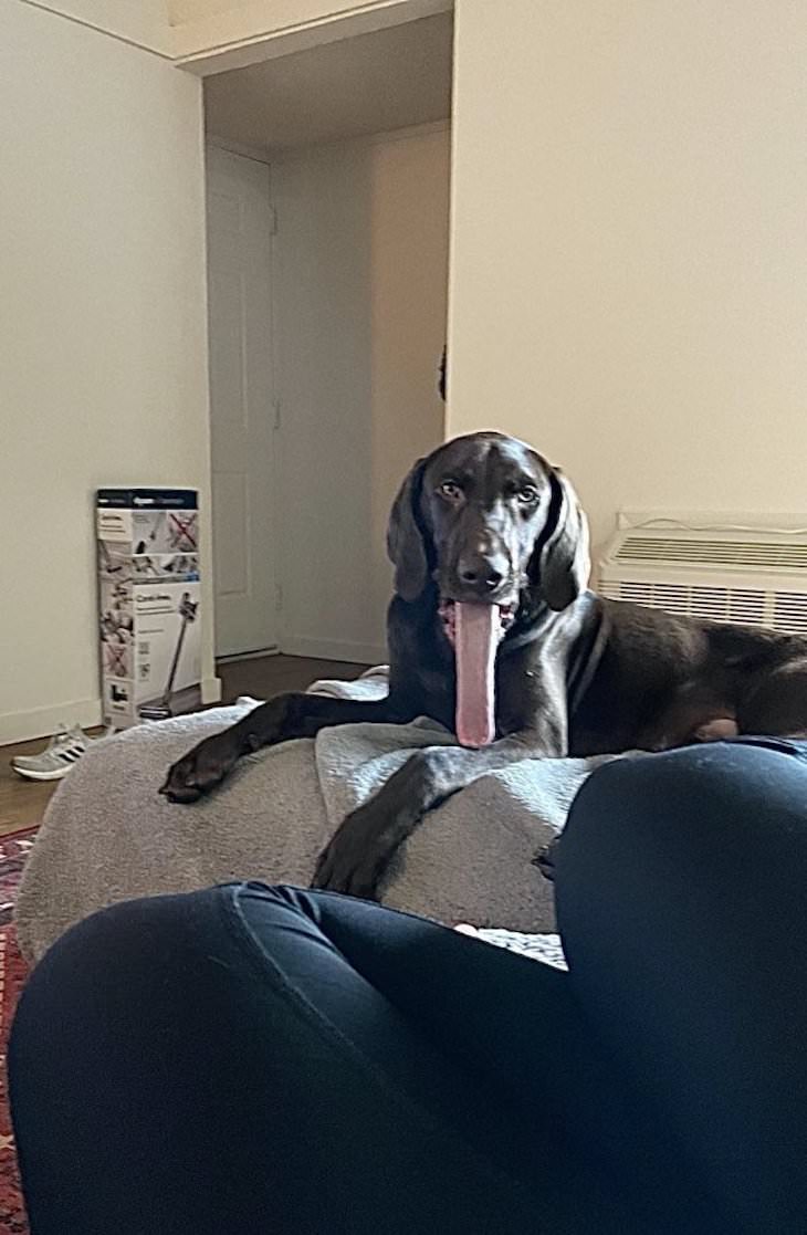 Dogs Caught In Funny and Bizarre Situation long tongue