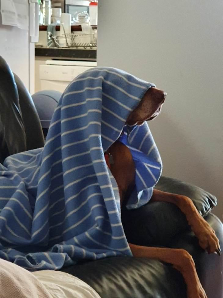 Dogs Caught In Funny and Bizarre Situation blanket on head