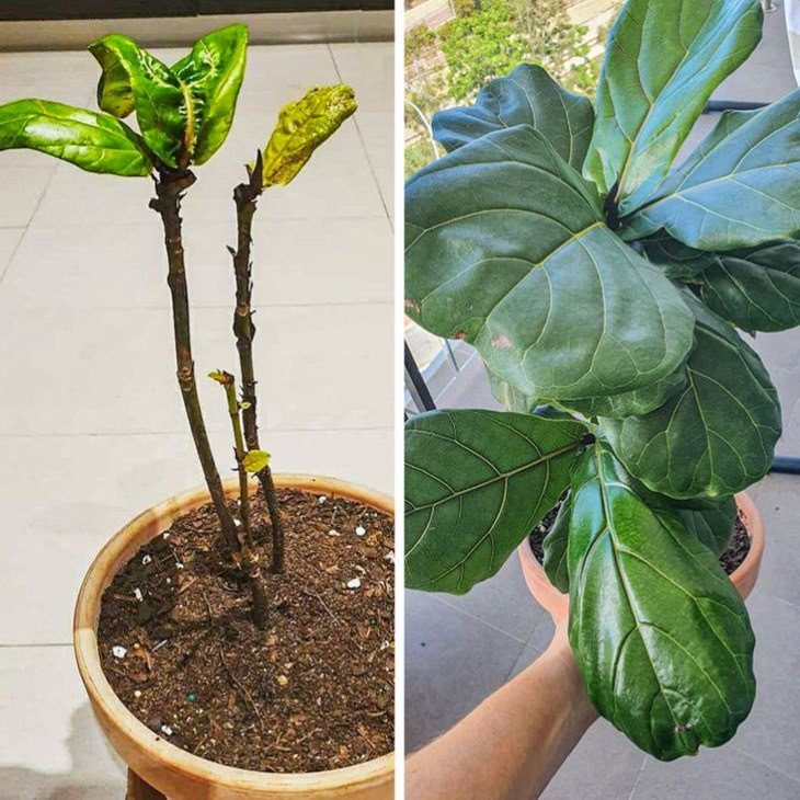 Neglected Plants Before and After fiddle leaf fig